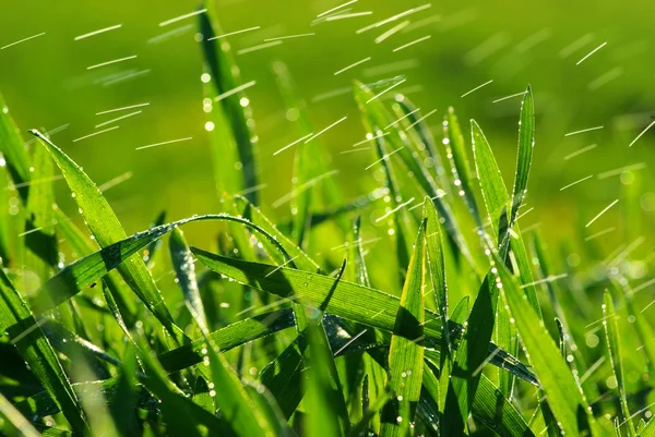 Krople na trawie — Zdjęcie stockowe