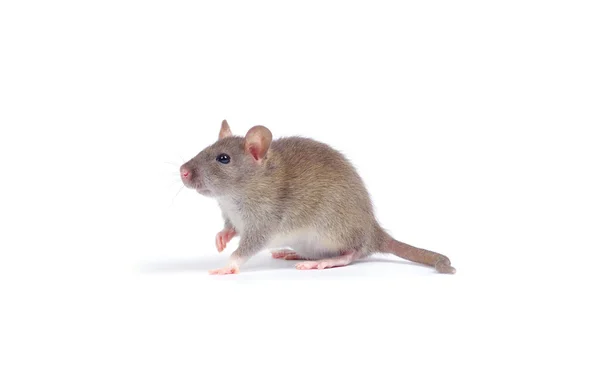 Rat på vit — Stockfoto