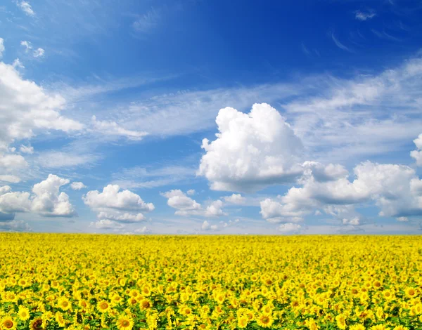 stock image Sunflower field