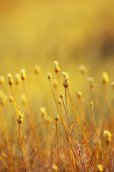 Planta — Fotografia de Stock