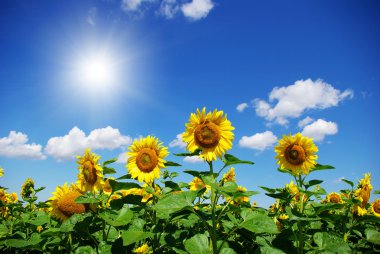 Sunflower clipart