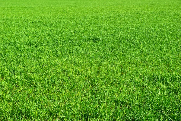 Травяная текстура — стоковое фото
