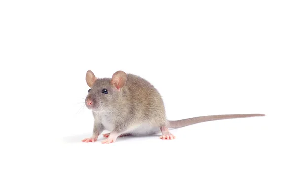 Beyaz fare — Stok fotoğraf