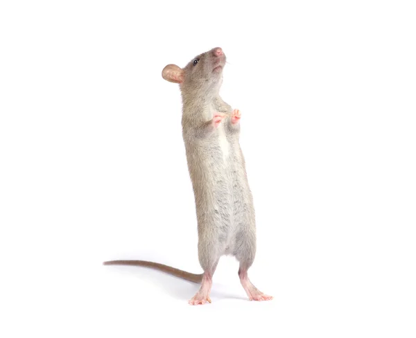 stock image Rat on white