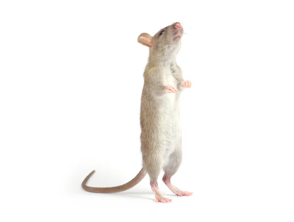 Rat på vit — Stockfoto