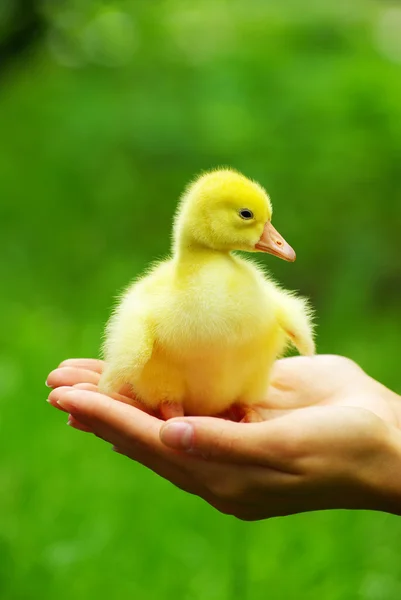 Gosling en la mano — Foto de Stock