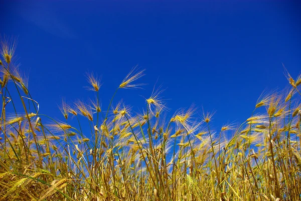 小麦的天空 — 图库照片
