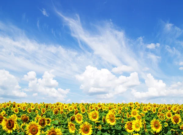 Champ de tournesol — Photo