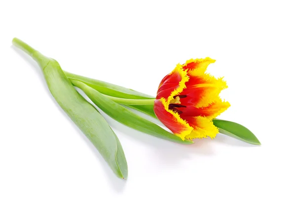 Tulipe sur blanc — Photo