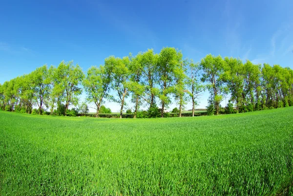 stock image Field