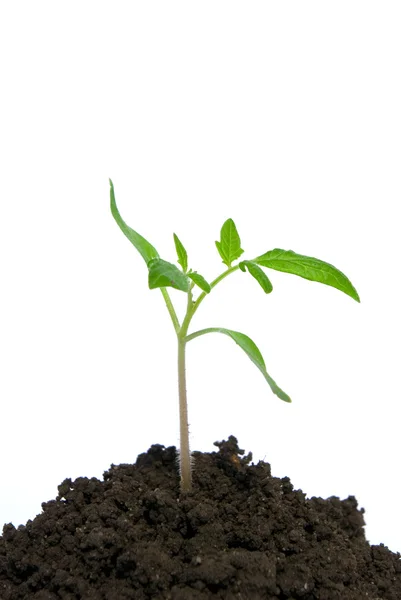 Planta em branco — Fotografia de Stock