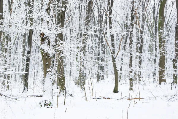 stock image Winter forest