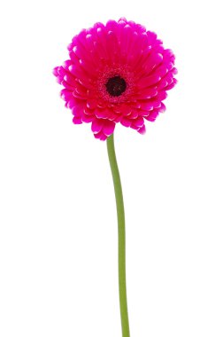 gerbera çiçek