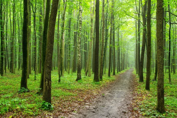 Skog — Stockfoto