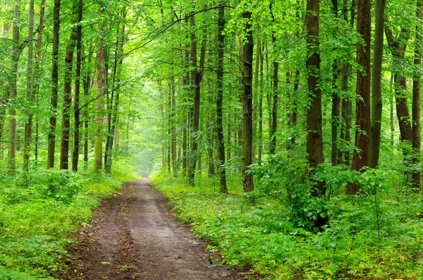 Grüner Wald — Stockfoto