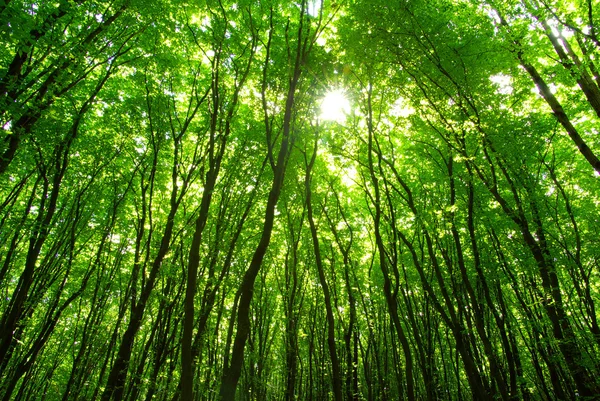 stock image Green forest