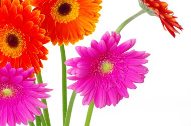 renkli gerbera