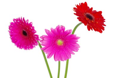 renkli gerbera