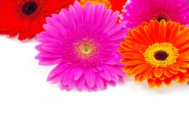 gerbera çiçek