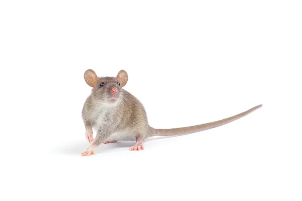 Rat sur blanc — Photo