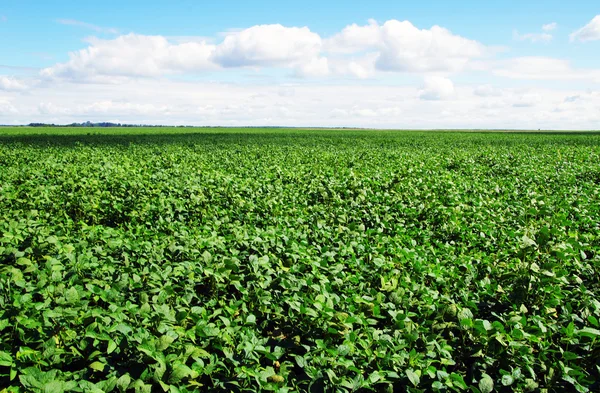 Campo — Fotografia de Stock