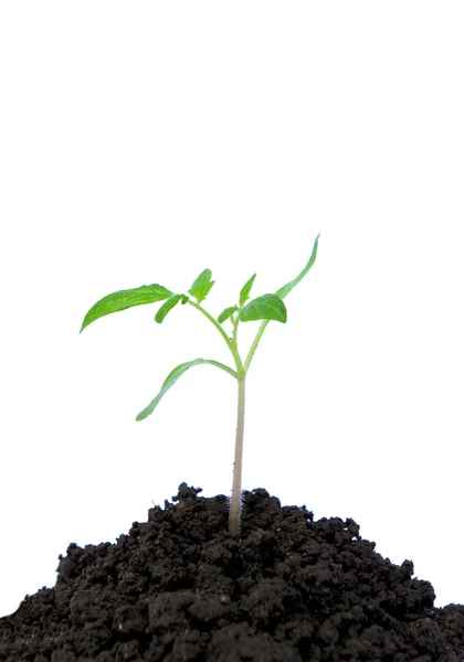 Маленька Зелена рослина — стокове фото