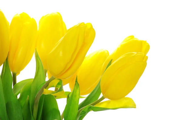 Gema de tulipas — Fotografia de Stock
