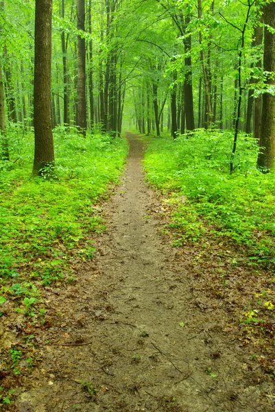 Bosbouw — Stockfoto