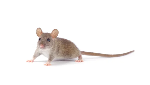 Ratte auf weiß — Stockfoto