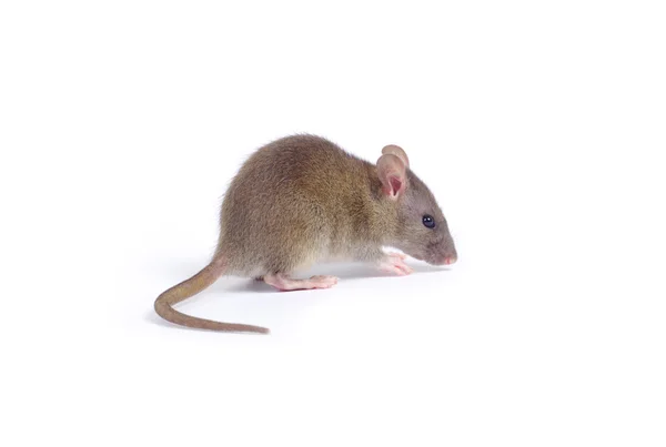 Rat op wit — Stockfoto