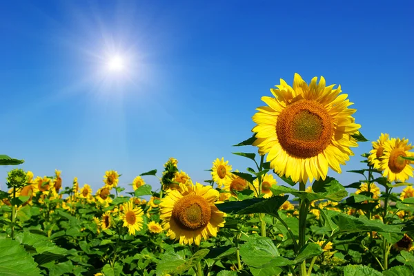 Girasole — Foto Stock