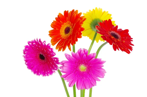 Colorful gerberas — Stock Photo, Image