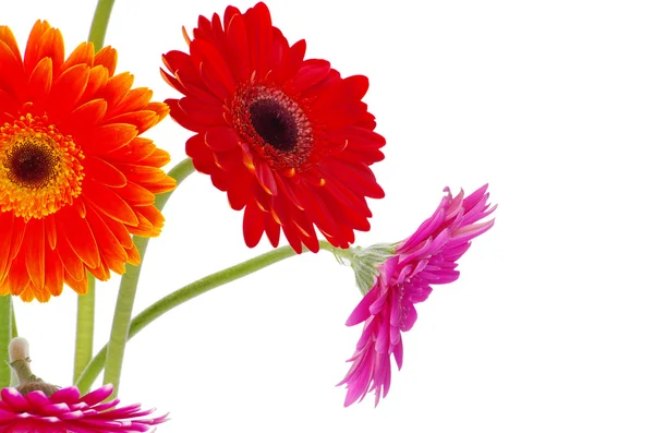 Färgglada Gerbera — Stockfoto