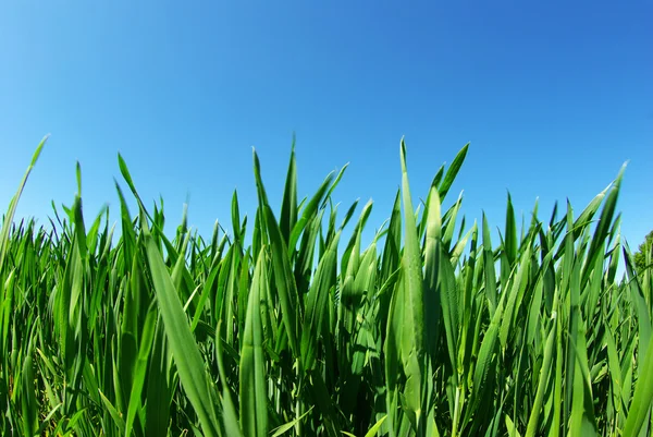 Grüner Rasen — Stockfoto