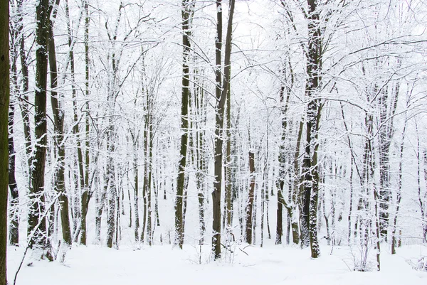 Winterbos — Stockfoto