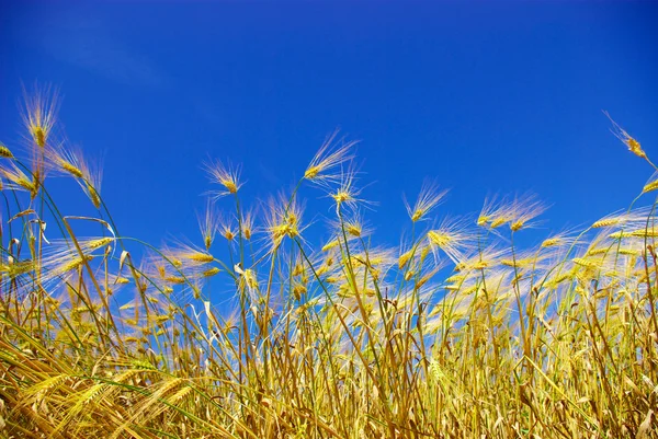 Buğday üzerinde mavi gökyüzü — Stok fotoğraf