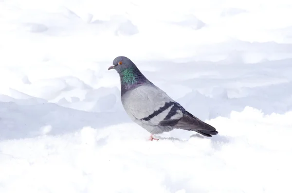 stock image Pigeon