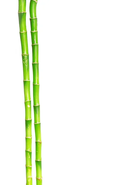 Bambu — kuvapankkivalokuva