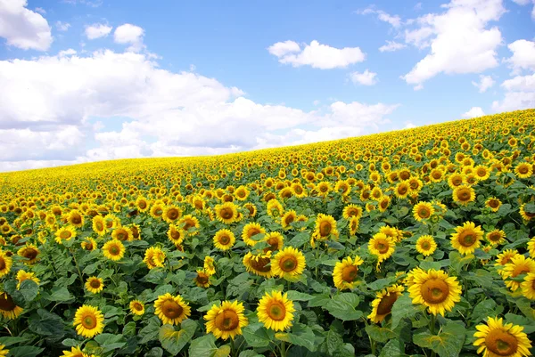 Bidang bunga matahari — Stok Foto