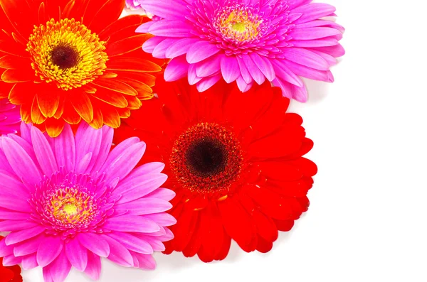 Gerbera çiçek — Stok fotoğraf