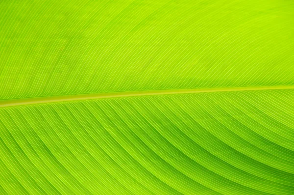 Grünes Blatt — Stockfoto