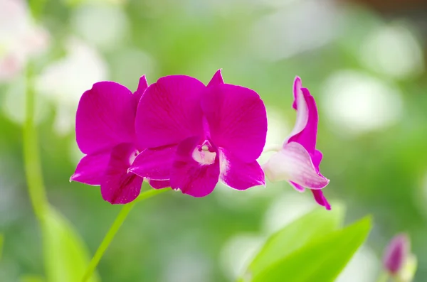 stock image Orchid