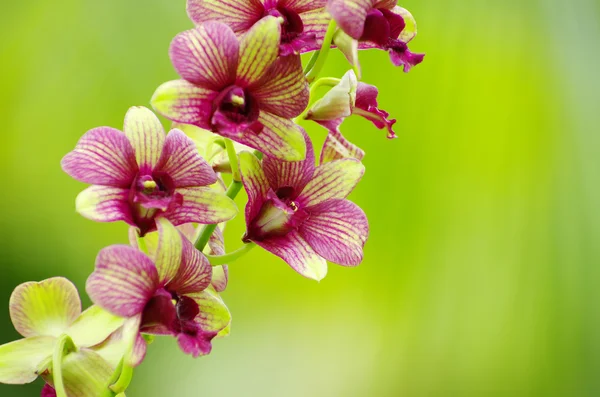 Belle orchidée — Photo