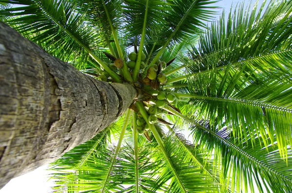 Palm tree — Stock Photo, Image