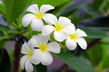 Frangipani çiçekler