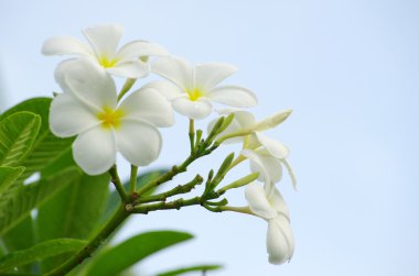 Frangipani çiçekler