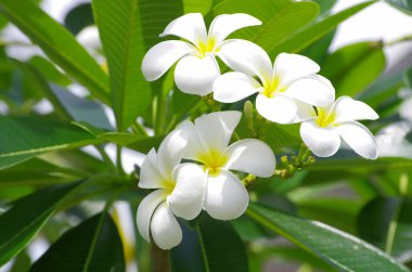 Frangipani çiçekler