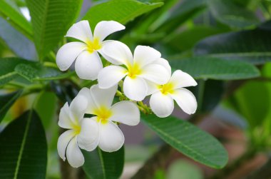 Frangipani çiçekler