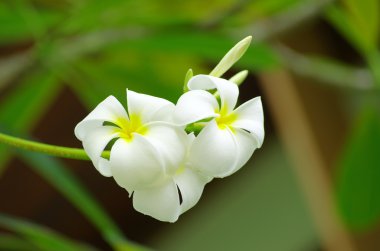 Frangipani çiçekler