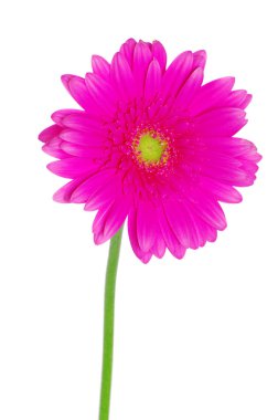 gerbera çiçek